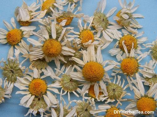 Drying Freezing And Storing Chamomile The Best And Worst Ways To