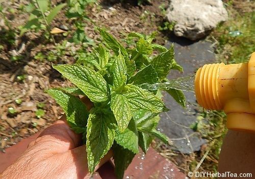 How To Dry Freeze And Store Fresh Mint Savor The Flavor All Year