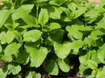 lemon balm growing in garden - growing
