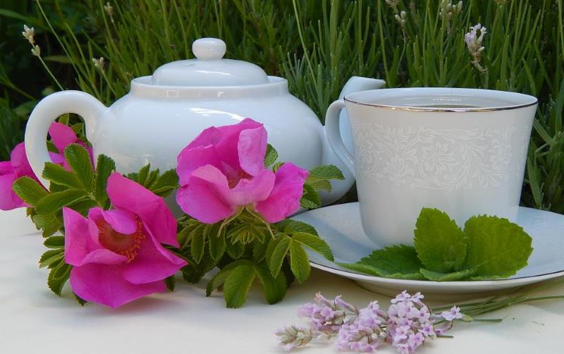 White tea pot cup surrounded by live lavender plants, beach rose blossoms and lemon balm herb