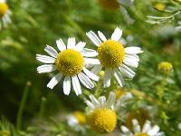 Thumbnail link to All About Chamomile page