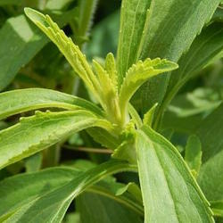 Thumbnail image linking to About the Stevia Plant page
