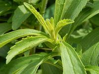 about stevia t