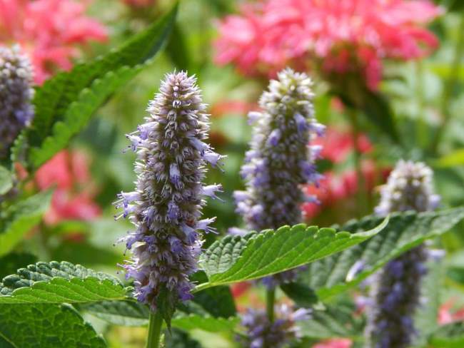 Flowering herbs in the garden