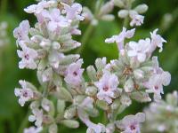 Click to read about 10 easy-to-grow tea herbs