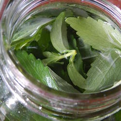 Thumbnail image linking to Using Stevia Herb for Herbal Tea page Thumbnail image linking to Using Stevia Herb for Herbal Tea page