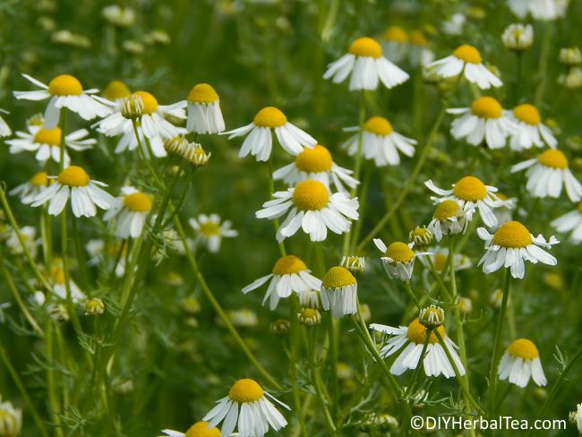 Chamomile flowers in bloom in the garden