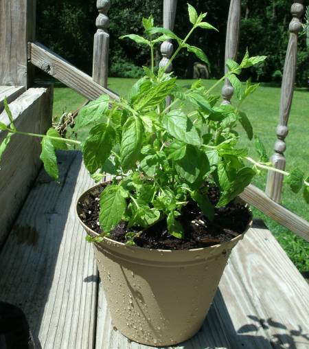 mint in planter on backyard deck