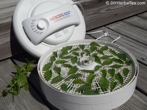 Mint leaves on dehydrator tray
