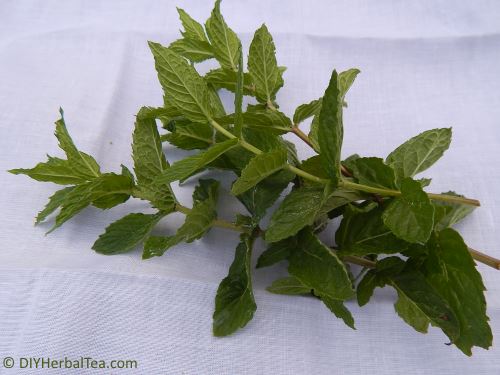 small bunch of tea herbs