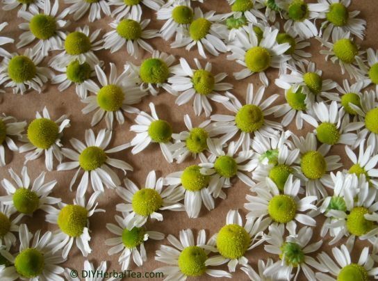 chamomile ready for drying