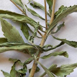 Thumbnail image linking to Drying & Storing Stevia page Thumbnail image linking to Drying & Storing Stevia page