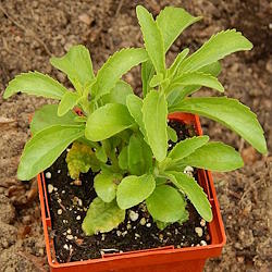 growing-stevia-nav-thumbnail.jpg