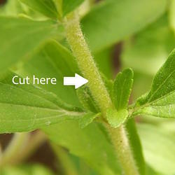 Thumbnail image linking to Harvesting Stevia page Thumbnail image linking to Harvesting Stevia page