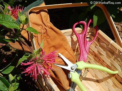Basic herb harvesting tools