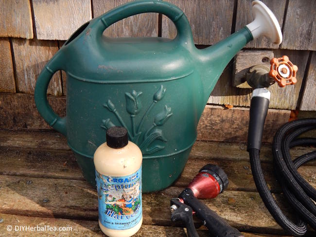 Watering can, hose, and organic liquid fertilizer used to feed container-grown herbs. Watering can, hose, and organic liquid fertilizer used to feed container-grown herbs.