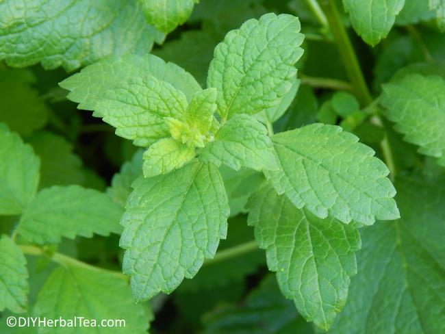 Lemon Balm in the garden