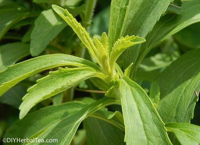 Bright green stevia leaves in garden sunlight Bright green stevia leaves in garden sunlight