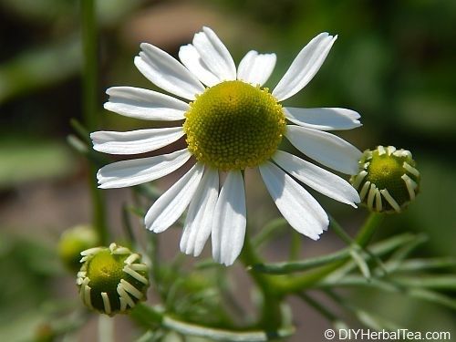 german chamomile flower ready for harvest