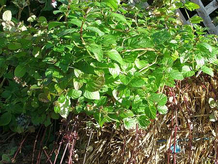 variety of mints growing in a straw bale garden