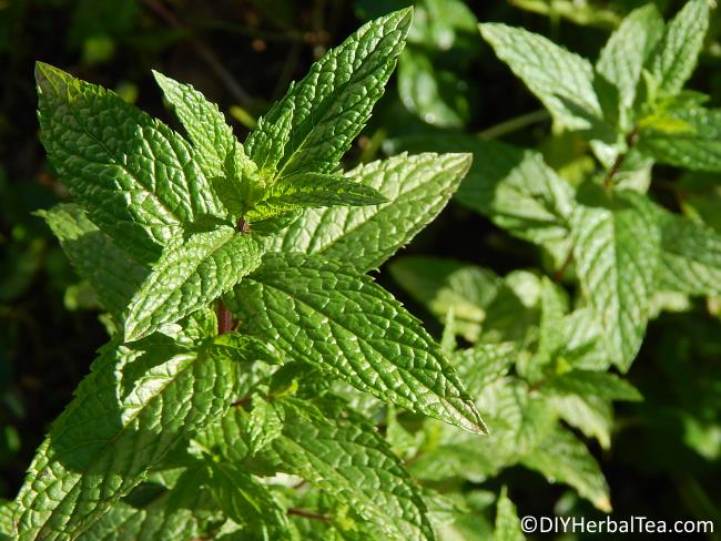 Close-up of spearmint plant