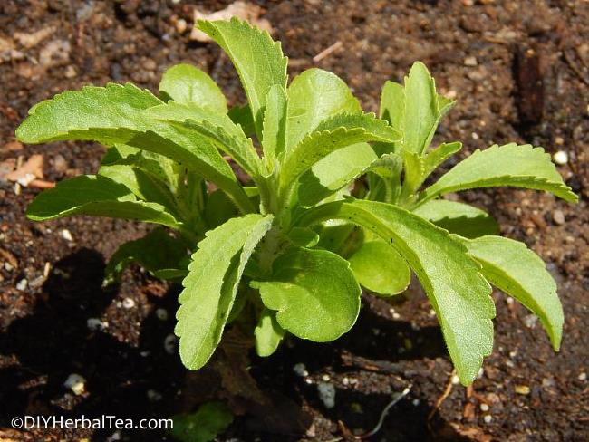Newly planted stevia herb in a garden Newly planted stevia herb in a garden