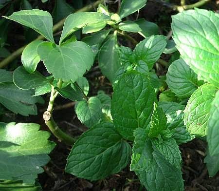 mint plant overgrown into pachysandra garden