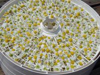 Thumbnail link to Drying & Storing Chamomile page