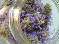 Click to learn how to dry, freeze and store your herbs