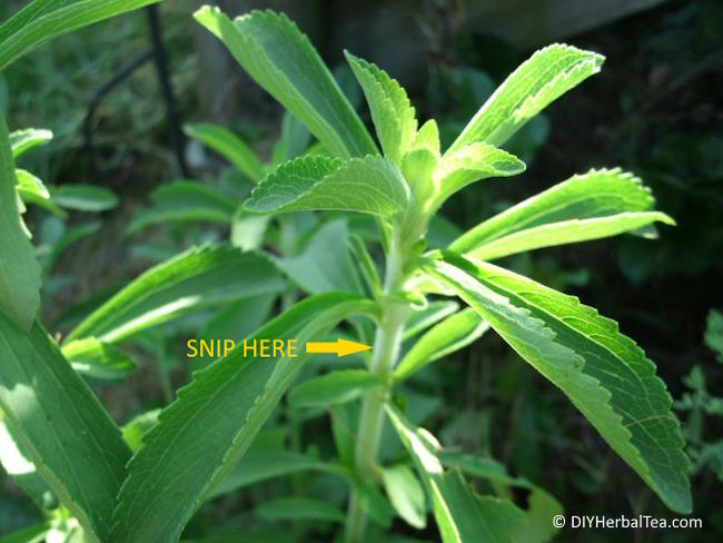 Close-up of a stevia stem showing where to prune above a leaf junction. Close-up of a stevia stem showing where to prune above a leaf junction.