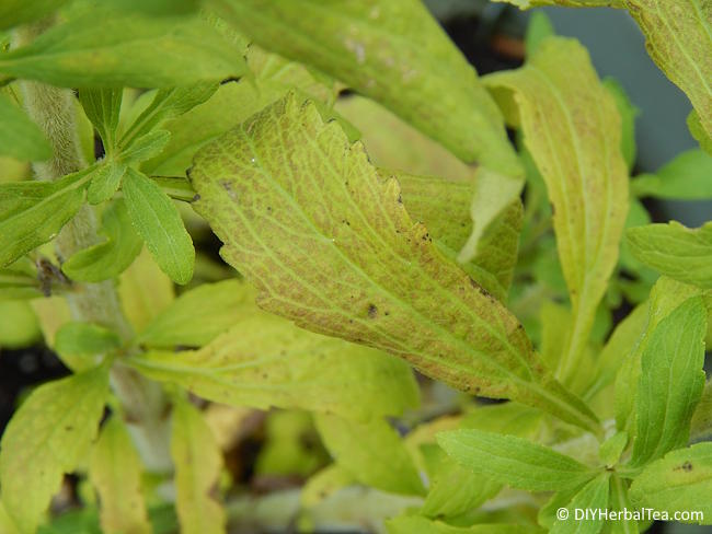 Stevia plant showing discoloring leaves as the plant goes by Stevia plant showing discoloring leaves as the plant goes by