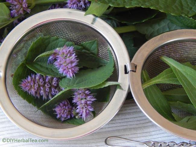 Open tea ball filled with anise hyssop flowers and stevia leaves, ready to brew for herbal tea.