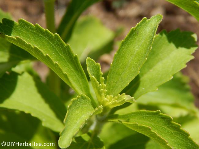 Close-up of stevia plant in an herbal tea garden
