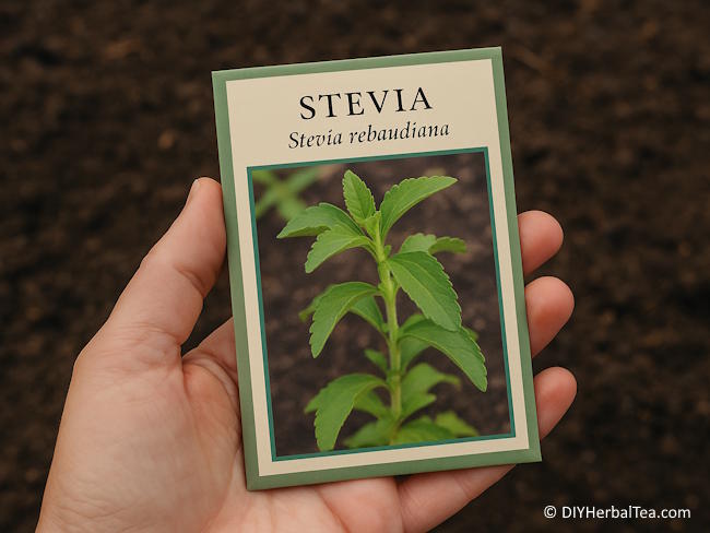 Packet of stevia seeds held over garden soil Packet of stevia seeds held over garden soil