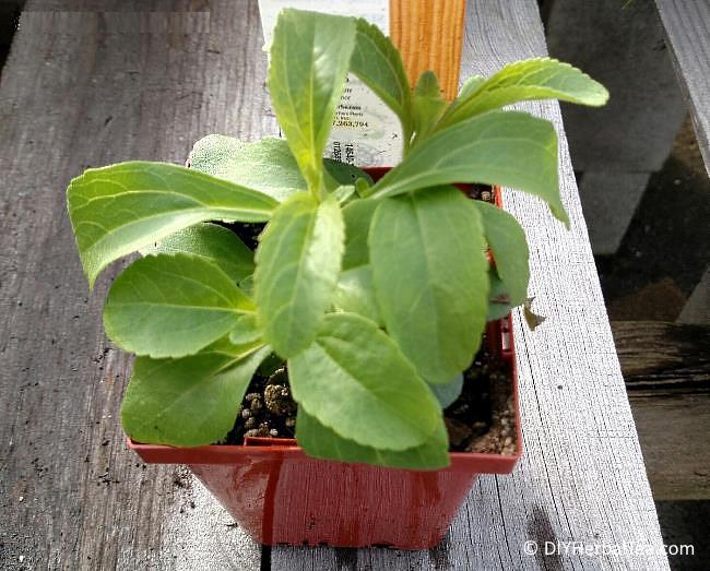 Close-up of a nursery-grown stevia starter in small pot Close-up of a nursery-grown stevia starter in small pot