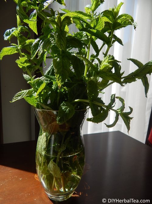 How to Store Mint: Storing, Drying, and Freezing