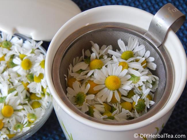 Chamomile blossoms in KATI cup infuser