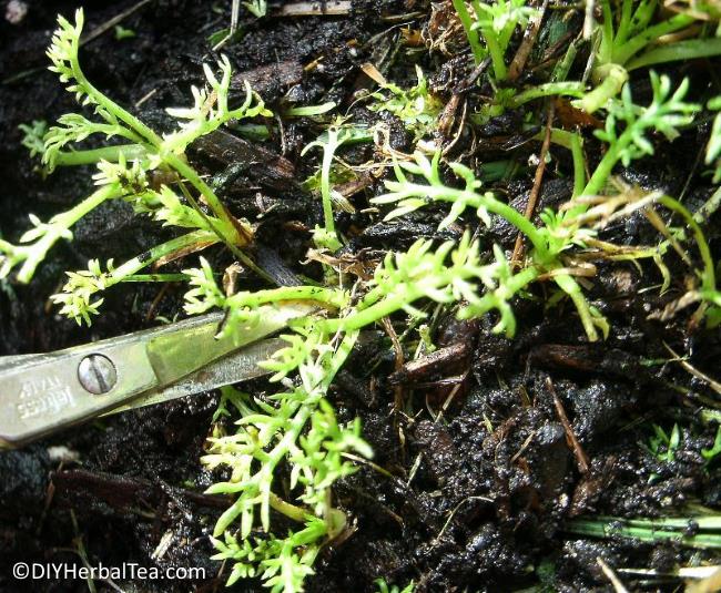 Thinning chamomile seedlings